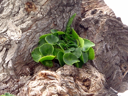 Umbilicus cfr.rupestris